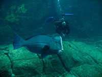 Scuba Cat IDC Photo Gallery 3