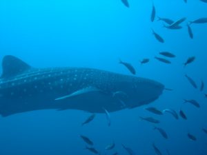 Whale Shark